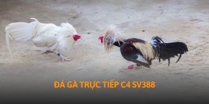 da-ga-truc-tiep-c4-sv388-thumb